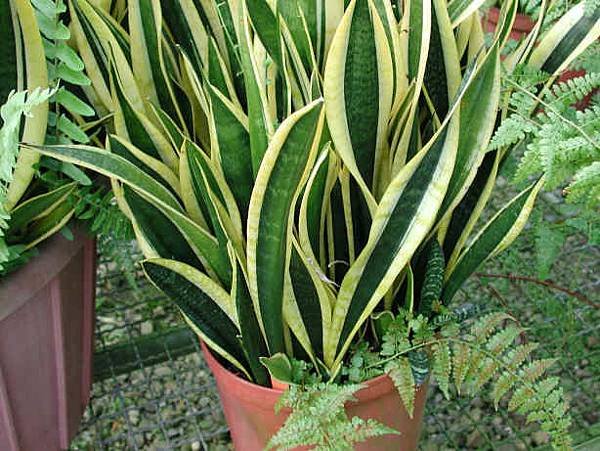 Snake Plant.jpg