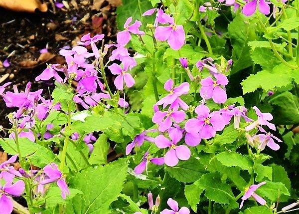 chinese-violet.jpg