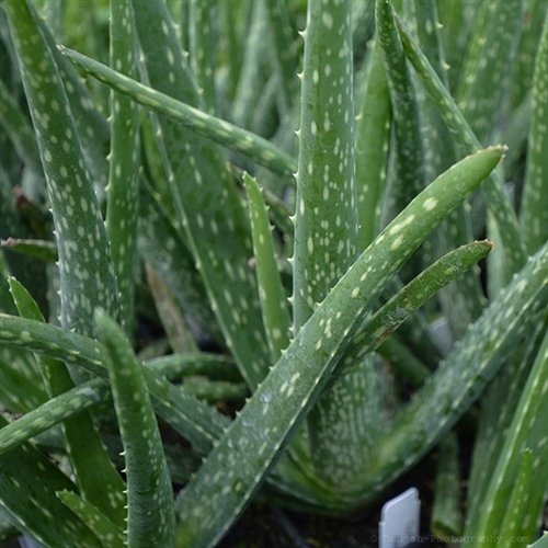 Aloe.jpg