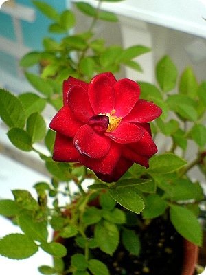DSC01409-1.jpg
