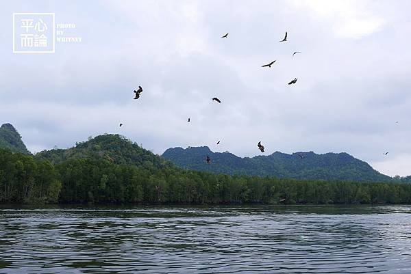 Mangrove River Safari Tour (7).JPG