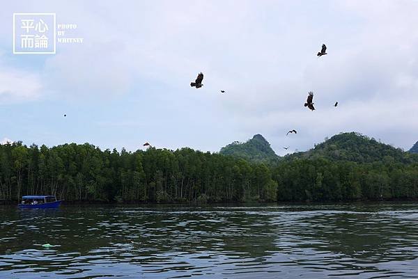 Mangrove River Safari Tour (8).JPG