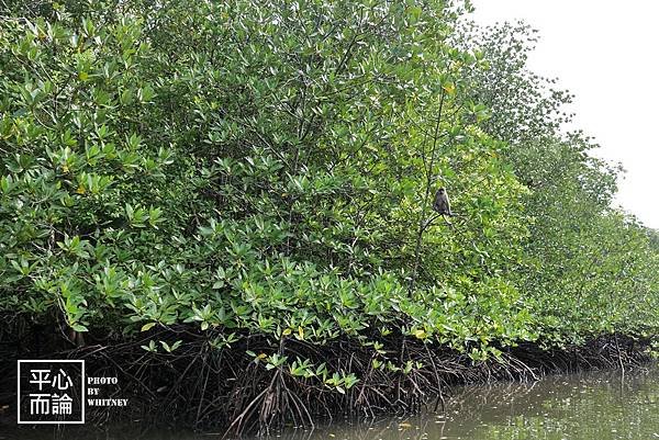 Mangrove River Safari Tour (10).JPG