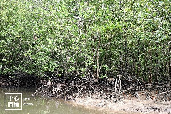 Mangrove River Safari Tour (11).JPG