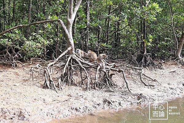 Mangrove River Safari Tour (12).JPG