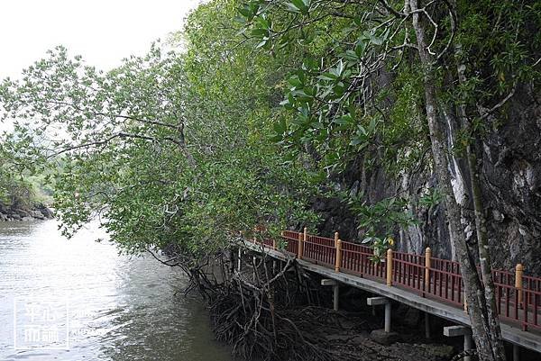 Mangrove River Safari Tour (20).JPG