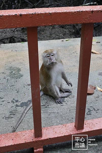 Mangrove River Safari Tour (28).JPG