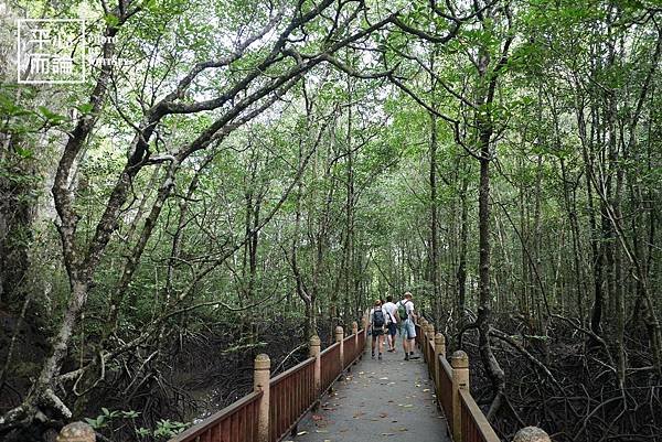 Mangrove River Safari Tour (29).JPG