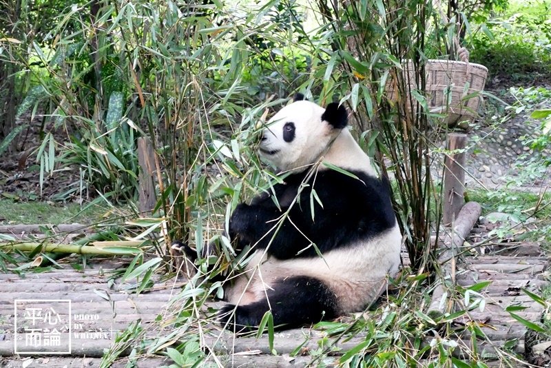 成都大熊貓繁育研究基地 (5).JPG