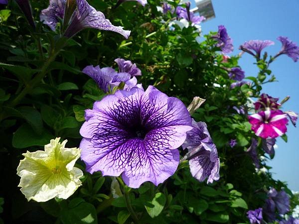 P1100217.jpg