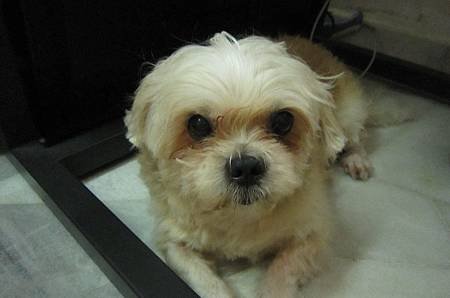 Benji (7.4.2012)