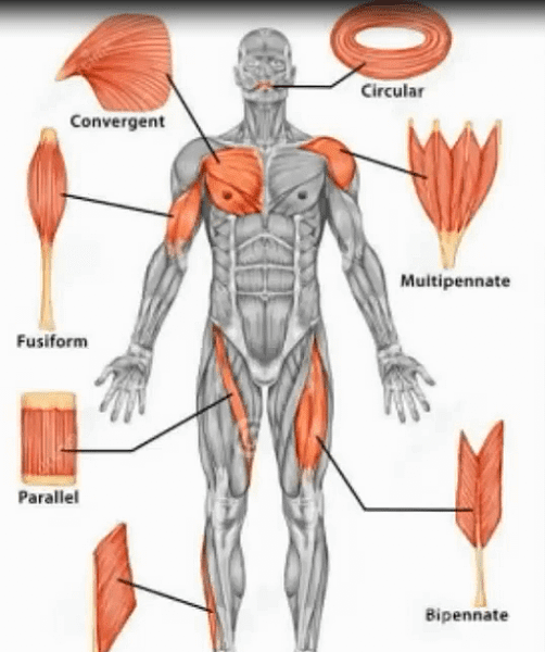 全身不同形狀肌肉分布.png