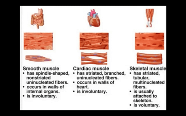 不同的肌肉構造.png