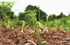 植物生養.png