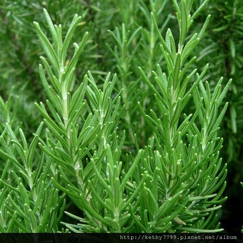 Rosemary 1