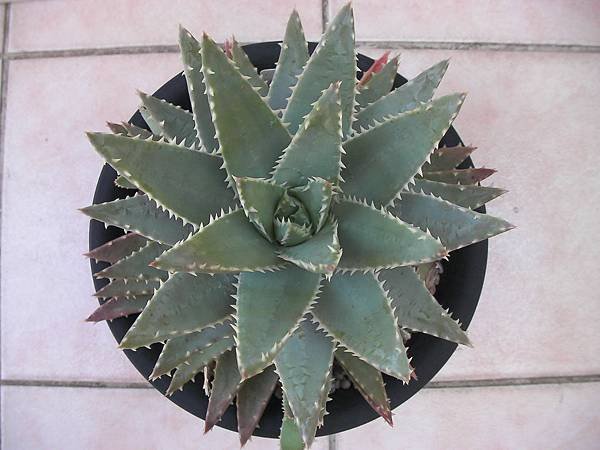 Aloe brevifolia 龍山-4.JPG