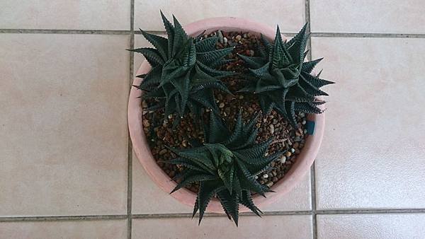 Haworthia limifolia 琉璃殿-1.1.JPG