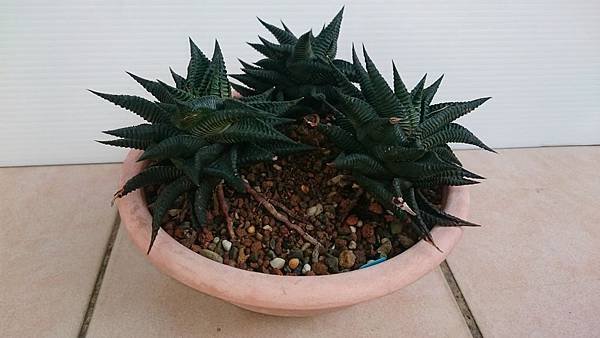 Haworthia limifolia 琉璃殿-1.2.JPG