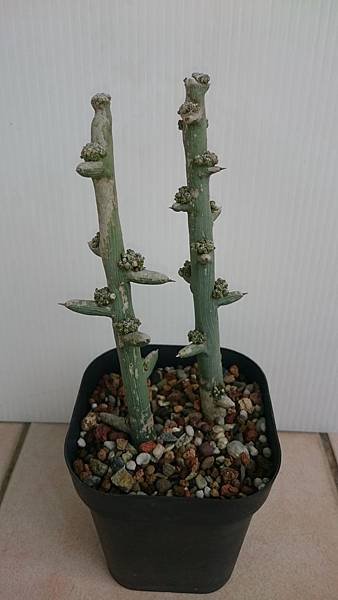 Adenia globosa 球腺蔓-1.JPG