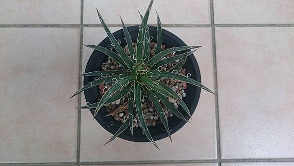 Agave schidigera 瀧之白絲-1.1.JPG