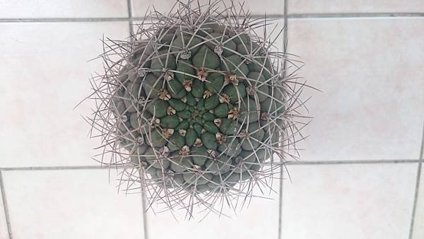 Gymnocalycium pflanzii v. albipulpa 天紫玉-1.1.JPG