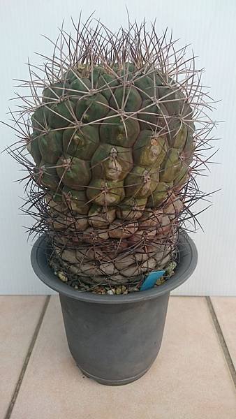 Gymnocalycium pflanzii v. albipulpa 天紫玉-1.2.JPG