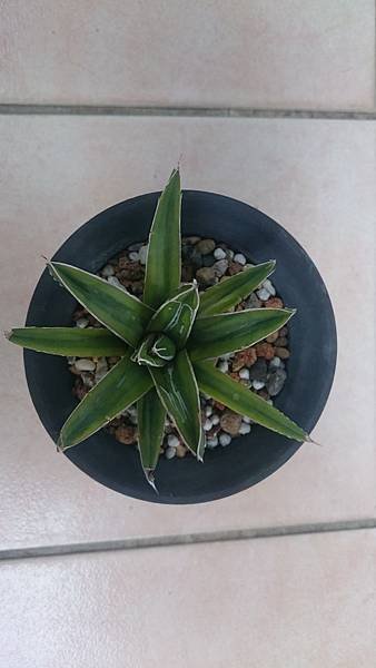 Agave victoriae-reginae variegata 笹之雪黃覆輪-1.1.JPG