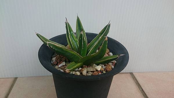 Agave victoriae-reginae variegata 笹之雪黃覆輪-1.2.JPG