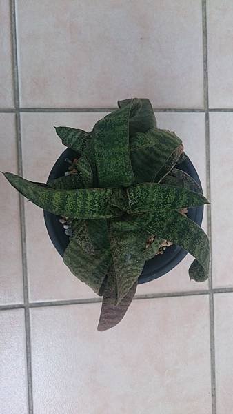 Gasteria batesiana 春鶯轉-1.1.JPG