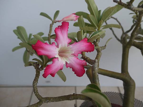 Adenium obesum 沙漠玫瑰-1.2.JPG