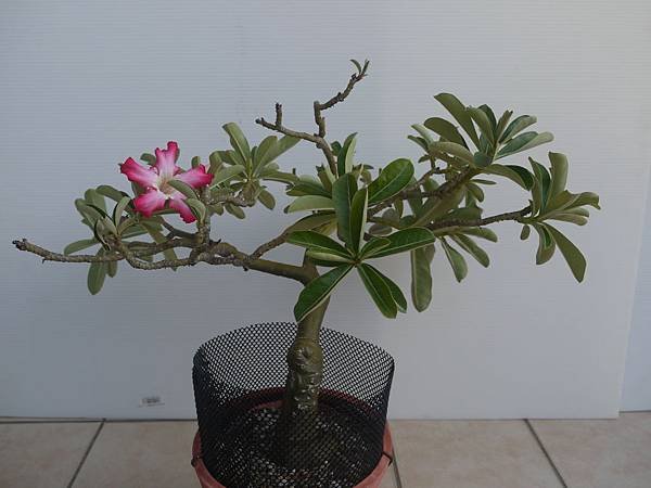 Adenium obesum 沙漠玫瑰-1.1.JPG