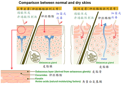 ceramides_in_skin_care100.gif