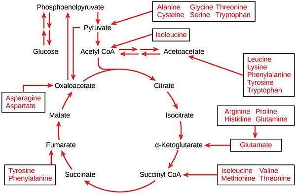 amino acid.jpg