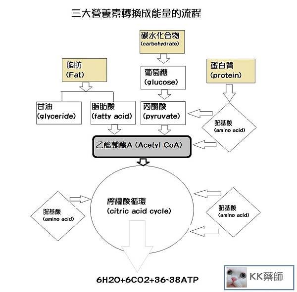 三大營養素轉換能量.jpg