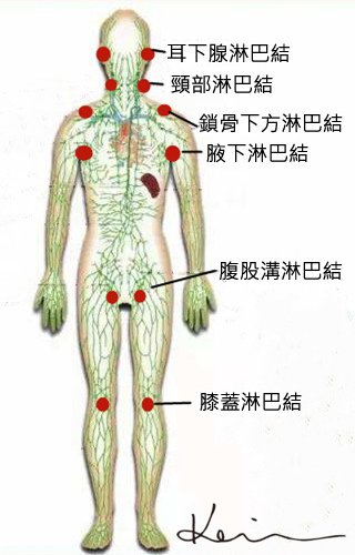 淋巴分布图拷貝.jpg