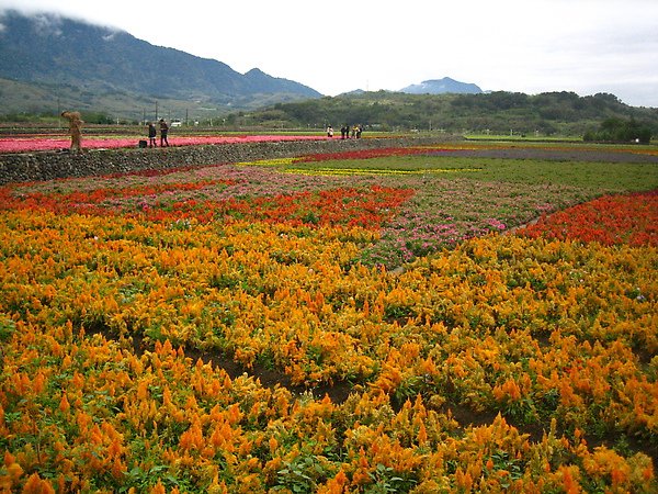 富里花海