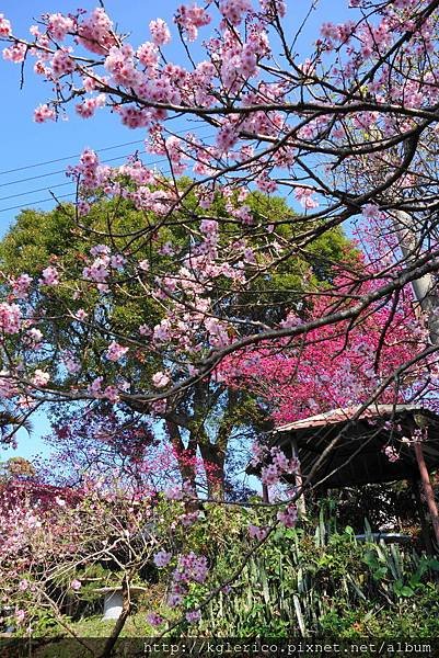 DSC00621豐原雲仙谷