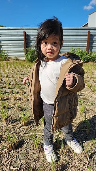 投票日之田野小網美