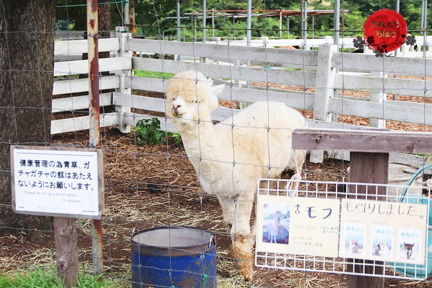 那須アルパカ牧場