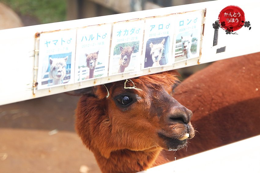 那須アルパカ牧場
