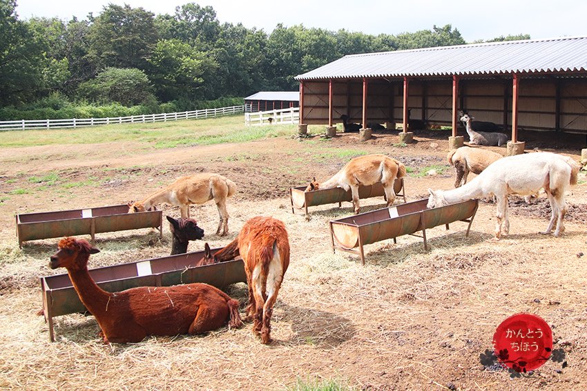 那須アルパカ牧場