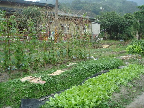 財哥自家菜園