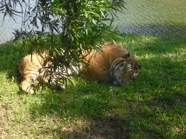 猛獸區~孟加拉虎ㄟ