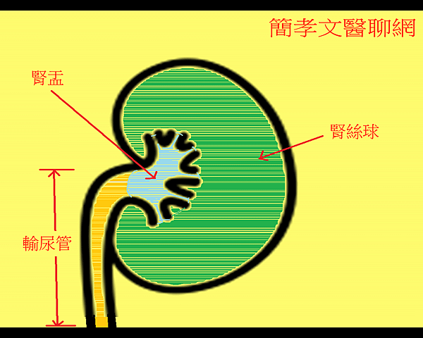 kidney_and_ureter.png