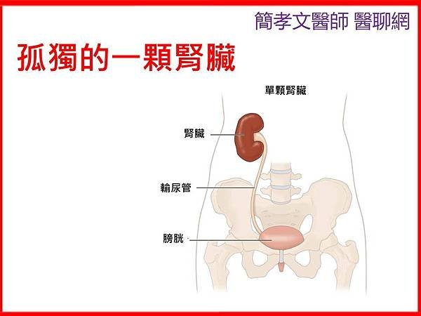 孤獨的一顆腎臟.jpg