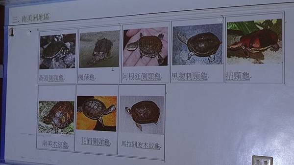 20181005 台灣本土龜鱉介紹與龜類健康狀況處置 035.JPG