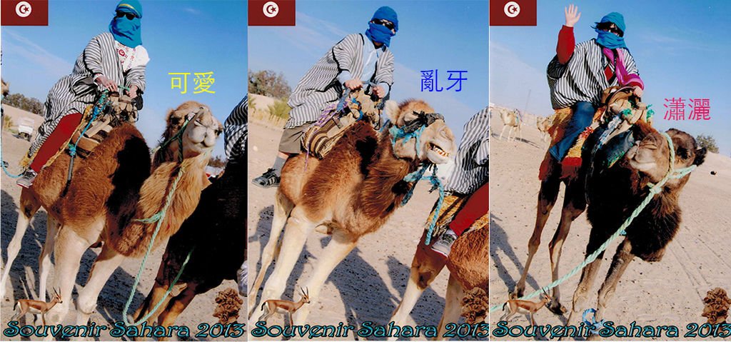 camel rides