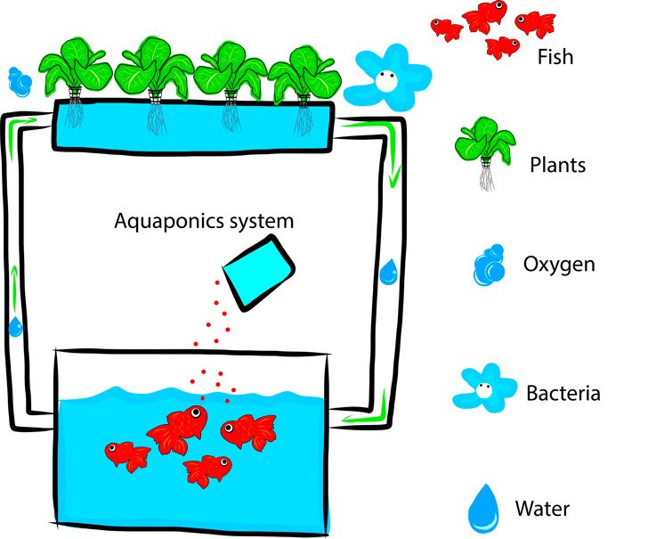 aquaponics-diagram.jpg