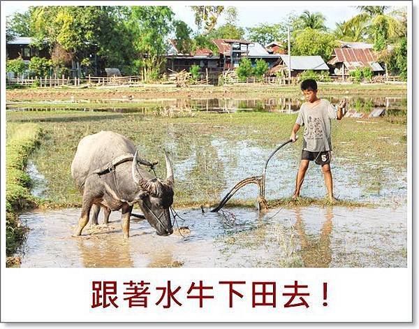 Child_and_ox_ploughing,_Laos_(1).jpg