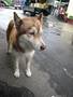 Husky 4.jpg